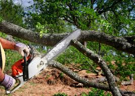 Best Seasonal Cleanup (Spring/Fall)  in San Leandro, CA