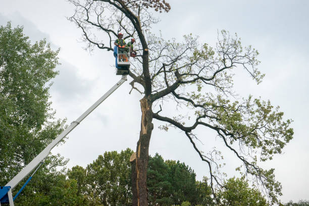 How Our Tree Care Process Works  in  San Leandro, CA