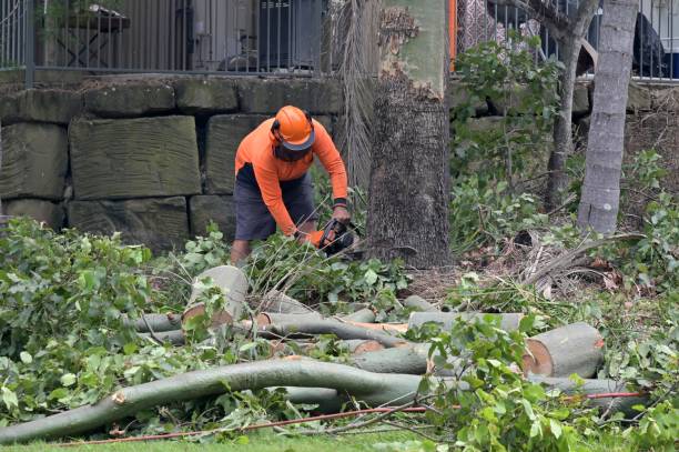 Trusted San Leandro, CA Tree Care Services Experts